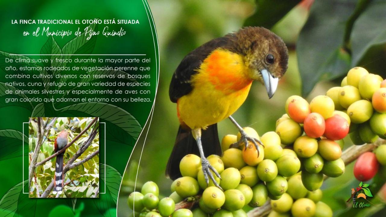Finca Tradicional El Otono Pijao ภายนอก รูปภาพ