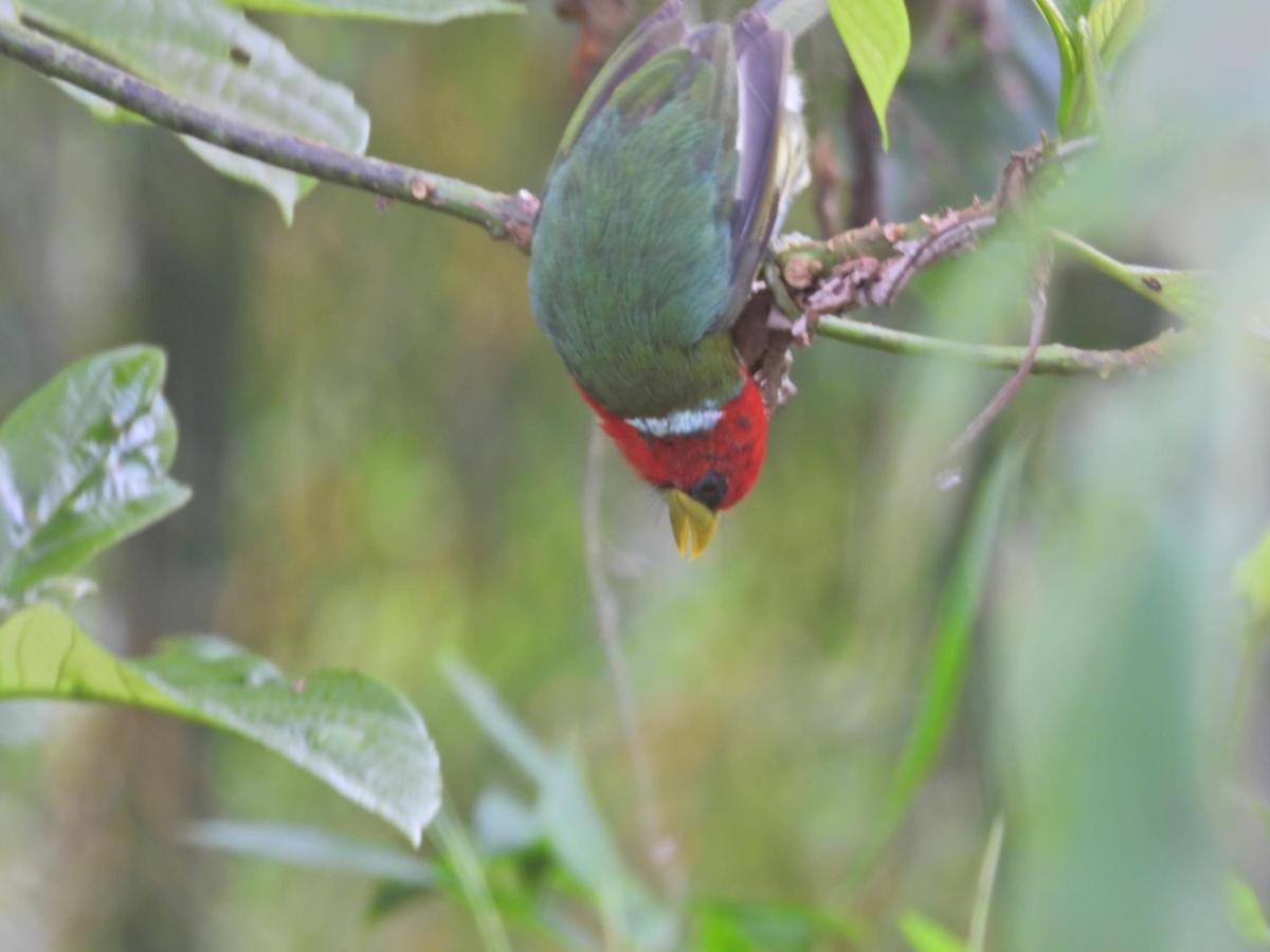 Finca Tradicional El Otono Pijao ภายนอก รูปภาพ
