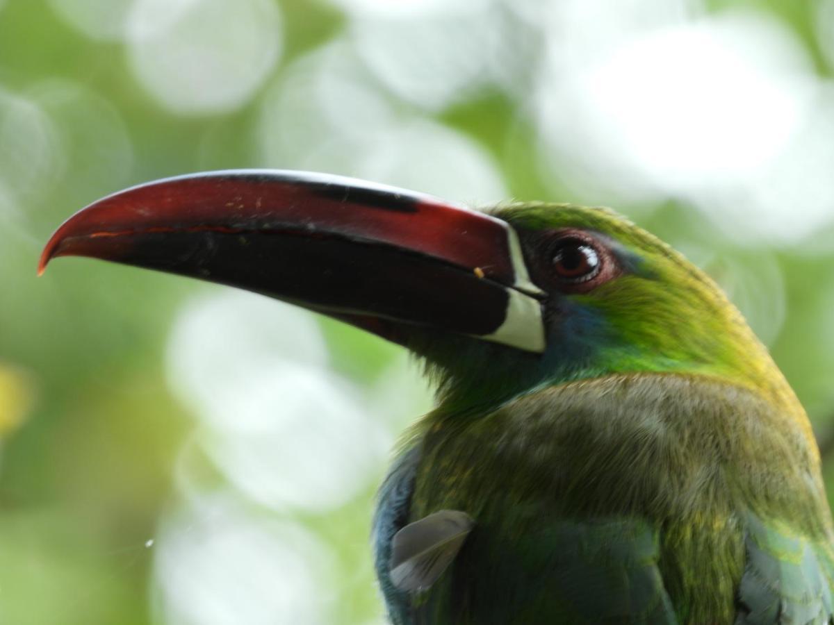 Finca Tradicional El Otono Pijao ภายนอก รูปภาพ