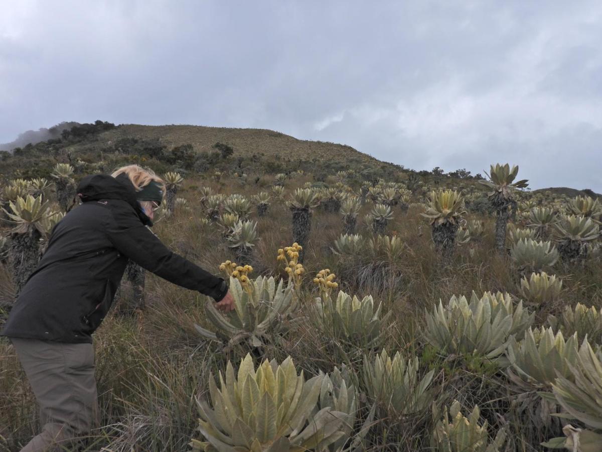 Finca Tradicional El Otono Pijao ภายนอก รูปภาพ