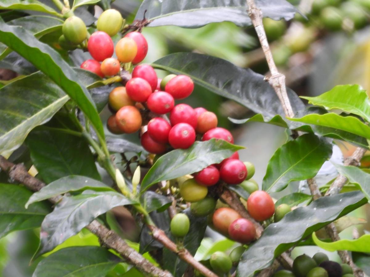 Finca Tradicional El Otono Pijao ภายนอก รูปภาพ