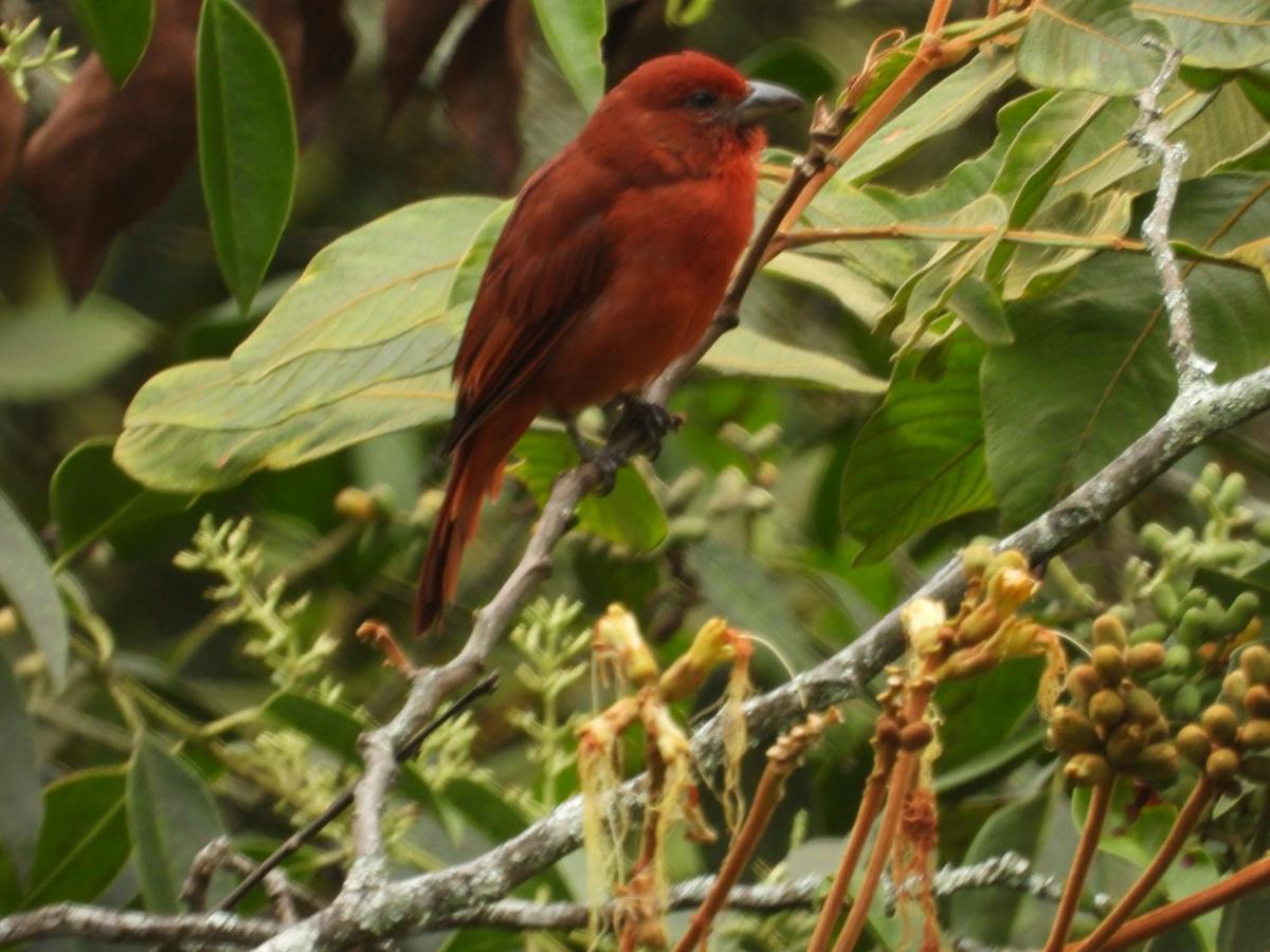 Finca Tradicional El Otono Pijao ภายนอก รูปภาพ