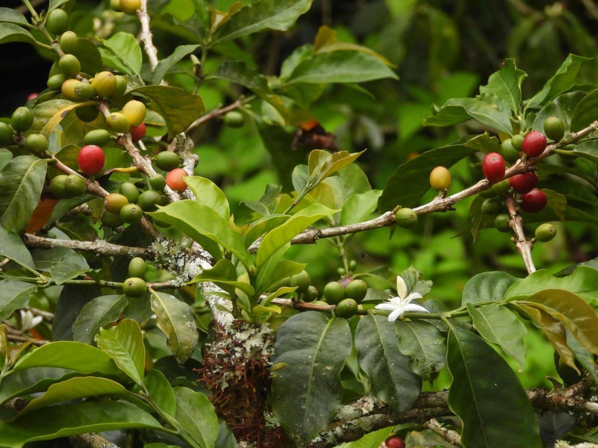 Finca Tradicional El Otono Pijao ภายนอก รูปภาพ