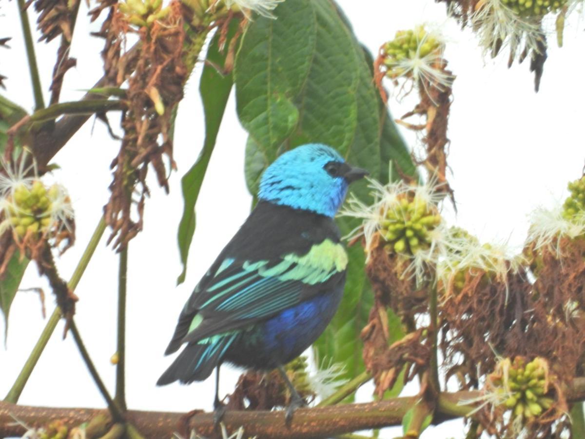 Finca Tradicional El Otono Pijao ภายนอก รูปภาพ