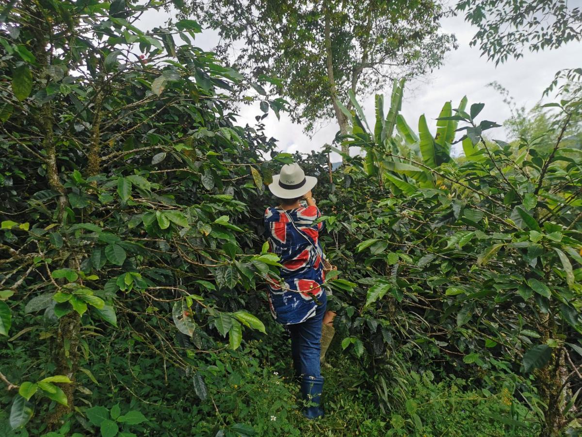 Finca Tradicional El Otono Pijao ภายนอก รูปภาพ